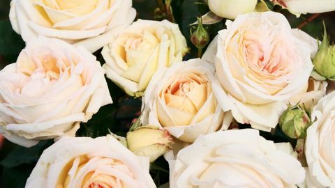 PHOTO : GLOBE PLANTER