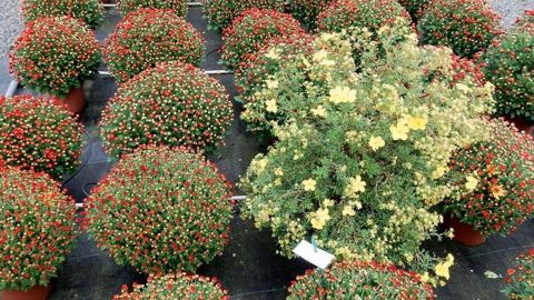 Disposées autour ou au sein de la culture, les plantes de service aident notamment à contrôler les bioagresseurs. Ici, une potentille en culture de chrysanthème.PHOTO : AREXHOR PAYS DE LA LOIRE