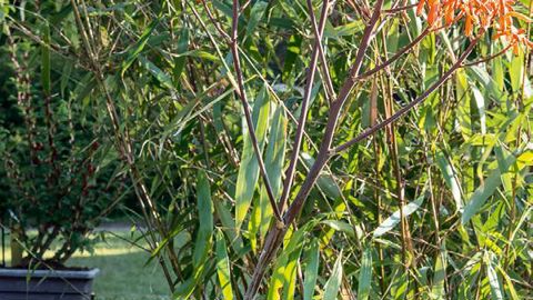 PHOTO : JEAN-PIERRE DELAGARDE