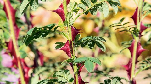 PHOTO : JEAN-PIERRE DELAGARDE