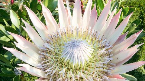 PHOTO : JEAN-PIERRE DELAGARDE