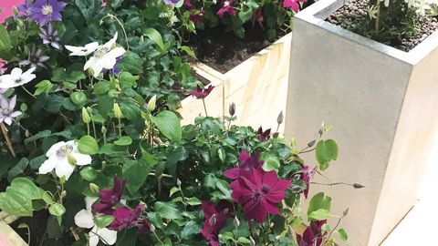 PHOTO : GRAINES VOLTZ