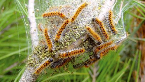 PHOTO : J.C. MARTIN, INRA