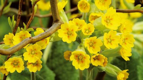 PHOTO : PLAN ORNEMENTAL