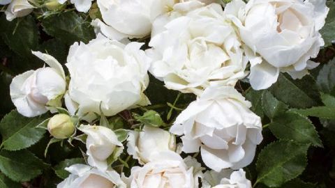 PHOTO : SNHF/MEILLAND