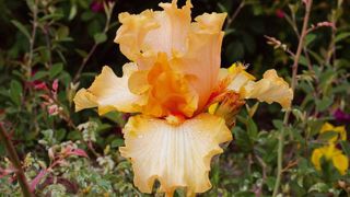 PHOTO : CAYEUX PHOTO : CAYEUX