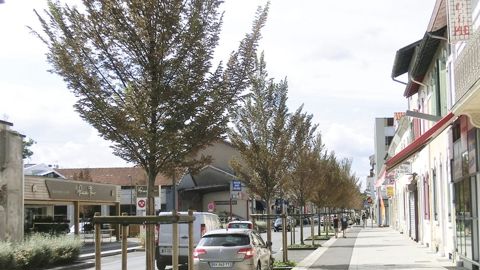 D'importants dessèchements de feuilles au cours de l'été Un alignement d'ormes de Hollande (Ulmus hollandica 'Lobel') longe un boulevard d'une ville du sud-ouest de la France. Plantés dans de bonnes conditions, ils présentent une forte vigueur. Les troncs tuteurés sont encore protégés par des canisses fendues. Au pied, le sol est planté de lierre. Depuis deux saisons, ils subissent un dessèchement de feuilles. Cet été, les premiers symptômes, apparus fin juin, se sont généralisés.PIERRE AVERSENQ