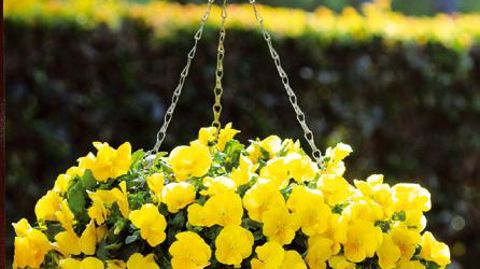 PHOTO : SAULAIS-PANAMERICAN