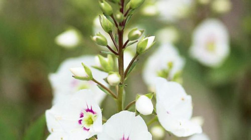 PHOTO : PLANTARIUM