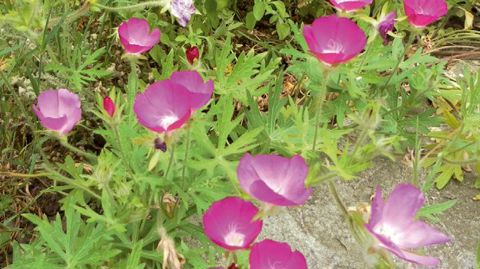 PHOTO : PLAN ORNEMENTAL