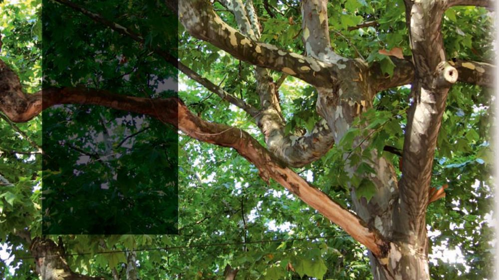 Dessèchements de branches et de charpentières de fort diamètreDe surprenants dessèchements de branches et de charpentières – de gros diamètre parfois – se remarquent au sein d'alignements réguliers de platanes communs (Platanus × acerifolia) de la région lyonnaise. Ce phénomène qui semble augmenter année après année aurait débuté il y a une décennie environ. Inquiétés par son ampleur dans certaines stations arborées, les gestionnaires cherchent à en comprendre l'origine. Dessèchements de branches et de charpentières de fort diamètreDe surprenants dessèchements de branches et de charpentières – de gros diamètre parfois – se remarquent au sein d'alignements réguliers de platanes communs (Platanus × acerifolia) de la région lyonnaise. Ce phénomène qui semble augmenter année après année aurait débuté il y a une décennie environ. Inquiétés par son ampleur dans certaines stations arborées, les gestionnaires cherchent à en comprendre l'origine.