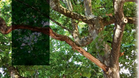 Dessèchements de branches et de charpentières de fort diamètreDe surprenants dessèchements de branches et de charpentières – de gros diamètre parfois – se remarquent au sein d'alignements réguliers de platanes communs (Platanus × acerifolia) de la région lyonnaise. Ce phénomène qui semble augmenter année après année aurait débuté il y a une décennie environ. Inquiétés par son ampleur dans certaines stations arborées, les gestionnaires cherchent à en comprendre l'origine.