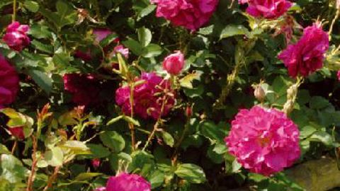 PHOTO : DAVID AUSTIN