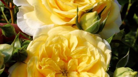 PHOTO : GLOBE PLANER