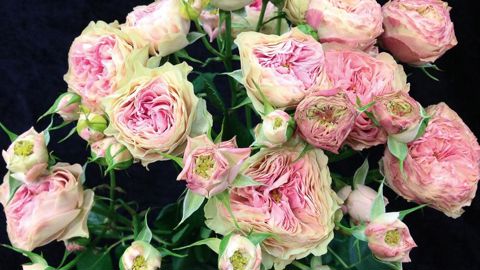 PHOTO : VIKING ROSES