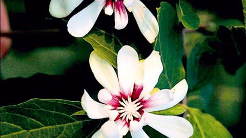 PHOTO : FLORALL PHOTO : PROMESSE DE FLEURS