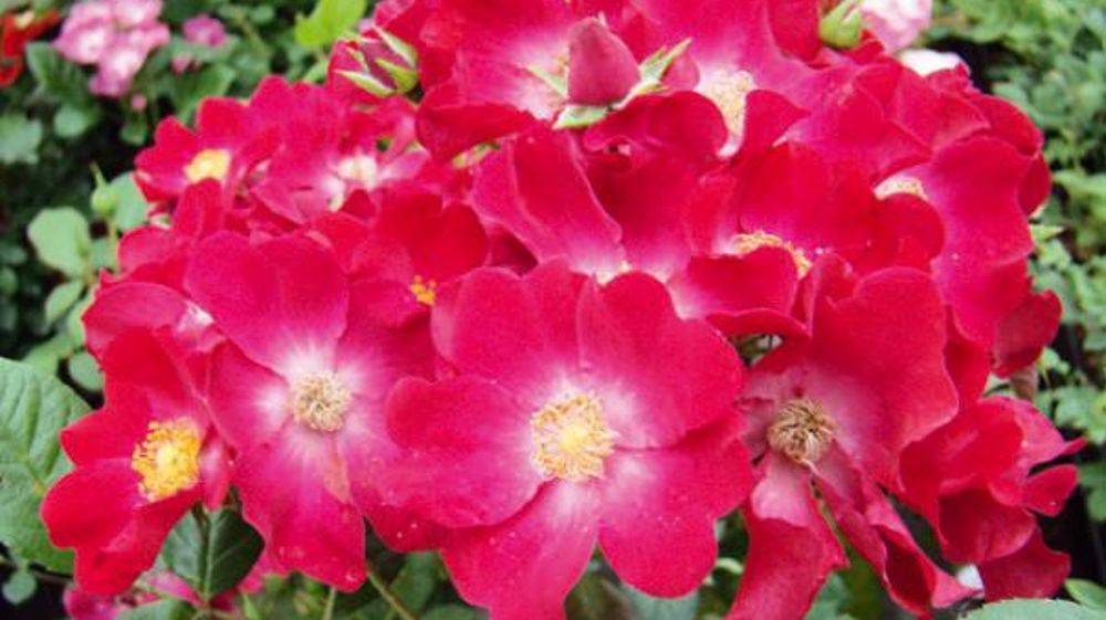 PHOTO : FLORALL