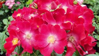 PHOTO : FLORALL PHOTO : FLORALL