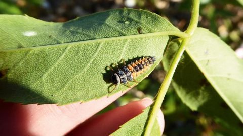 Les larves de coccinelles mangent les pucerons. Elles interviennent après les syrphes. Ici, une larve d'Harmonia axyridis.PHOTO : F. CAULE