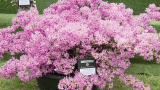 RHODODENDRON 'HERBERT'J-P. DELAGARDE