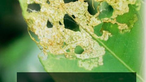 Des feuilles décapées et rongéesEn novembre, au sein d'une exploitation spécialisée dans la culture des plantes méditerranéennes hors-sol sous abri, le chef de culture observe un lot de cédratiers (Citrus medica) originaire de Sicile, dont les feuilles terminales sont décapées et rongées.