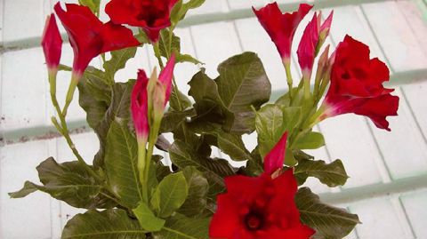 PHOTO : CLAUDE THIERY