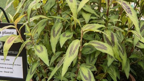 PHOTO : J-P. DELAGARDE