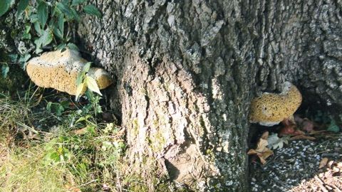 Fructifications actives entre les contreforts racinaires de l'arbre.PIERRE AVERSENQ