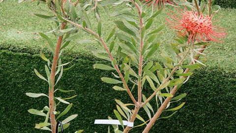 PHOTO : J-P. DELAGARDE