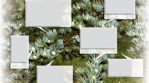 Cèdre souffrant d'un stress hydrique.