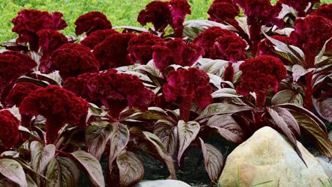 PHOTO : PANAMERICAN SEED