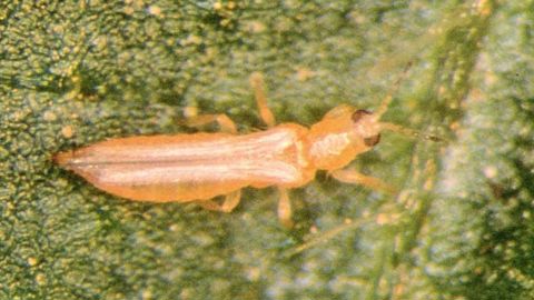 Thrips californien, Frankliniella occidentalis est le principal vecteur du Tomato Spotted Wilt Virus (TSWV).PHOTO : FRANK PEAIRS - UNIVERSITÉ DU COLORADO - USDA