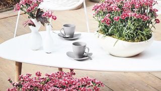 DIANTHUS CARYOPHYLLUS 'CAPITAN COLON'FLEUROSELECT