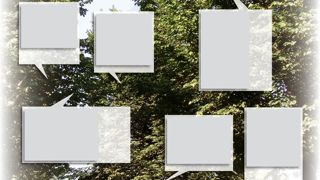 Rameaux flétris d'un orme atteint par la graphiose. Rameaux flétris d'un orme atteint par la graphiose.