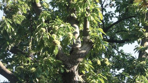 PHOTO : PIERRE AVERSENQ