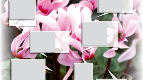 Les tarsonèmes causent notamment une déformation des fleurs.PHOTO : SRPV PAYS DE LA LOIRE