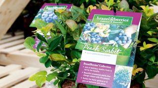 VACCINIUM CORYMBOSUM 'TH682'PHOTO : P. GROLIER