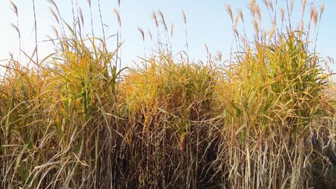 Le lycée horticole Terre d'horizon étudie le cycle de développement de Miscanthus x giganteus, son adaptation aux conditions pédoclimatiques du nord de la Drôme, son rendement... Cette espèce, stérile, diffère de ses cousins ornementaux, notamment Miscanthus sinensis (ci-contre 'Gewitterwolke'), qui pourraient s'avérer envahissants.PHOTOS : VALÉRIE VIDRIL
