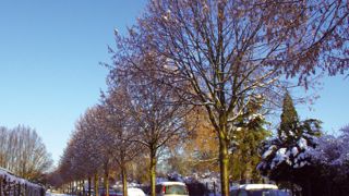 Si le climat se réchauffe, les coups de froid restent fréquents en hiver, comme l'a rappelé le mois de février de cette année. L'arbre doit pouvoir résister à la neige, au verglas, mais surtout au sel...PHOTO : YAËL HADDAD Si le climat se réchauffe, les coups de froid restent fréquents en hiver, comme l'a rappelé le mois de février de cette année. L'arbre doit pouvoir résister à la neige, au verglas, mais surtout au sel...PHOTO : YAËL HADDAD