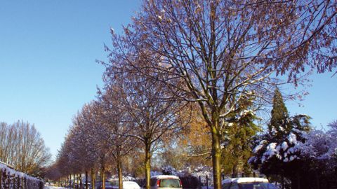 Si le climat se réchauffe, les coups de froid restent fréquents en hiver, comme l'a rappelé le mois de février de cette année. L'arbre doit pouvoir résister à la neige, au verglas, mais surtout au sel...PHOTO : YAËL HADDAD