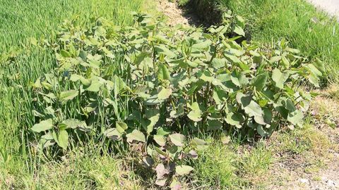 Plantes pionnières, les renouées empêchent ou limitent le développement de la plupart des espèces indigènes, de par leur forte capacité de croissance (4 à 8 cm/jour).PHOTO : CLAUDE THIERY