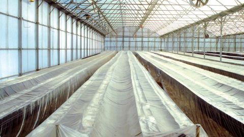 Prévenir les risques : ici, une désinfection par solarisation.PHOTO : ASTREDHOR