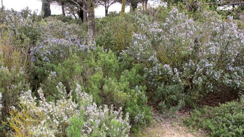 Dans la garrigue, de nombreuses plantes aromatiques ont des propriétés allélopathiques : thym, romarin, sauge, origan, lavande, sarriette...
