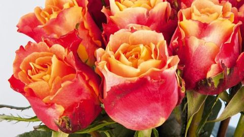 PHOTO : BLOOMINGDALE