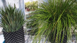 DRY AND DESIGN GARDEN®PHOTO : VALÉRIE VIDRIL