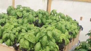 Le module GHE Dutch pot Aéro de 1 m², testé dans la première phase expérimentale de l'Arexhor Grand Est, est composé de douze bacs comportant cinq paniers amovibles, soit 60 plantes/m².AREXHOR GRAND EST