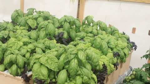 Le module GHE Dutch pot Aéro de 1 m², testé dans la première phase expérimentale de l'Arexhor Grand Est, est composé de douze bacs comportant cinq paniers amovibles, soit 60 plantes/m².AREXHOR GRAND EST