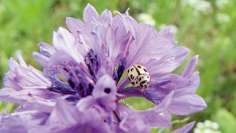 Adulte de coccinelle à damier Propylea quatuordecimpunctata sur une fleur de bleuet.PHOTOS : JOHANNA VILLENAVE-CHASSET
