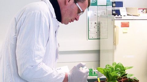 À l'unisson, les intervenants du colloque plaident pour intégrer des disciplines comme l'économie, la sociologie ou l'histoire dans les travaux de recherche horticole afin de renforcer leur caractère prospectif. Ici, des tests conduits au laboratoire de l'Anses (Agence nationale de sécurité sanitaire de l'alimentation, de l'environnement et du travail).