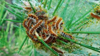 La processionnaire du pin développe une génération par an en plaine. Après l'éclosion (de fin juillet à fin septembre), les chenilles se forment pendant 4 à 8 mois en dévorant les aiguilles de pin. Elles s'abritent dans des nids d'hiver. Après quelques prospections en février, elles quittent les arbres entre mars et mai en processions caractéristiques pour s'enfouir dans le sol et y effectuer leur nymphose. Les adultes, papillons nocturnes, émergent de terre de début juin à la mi-octobre selon l